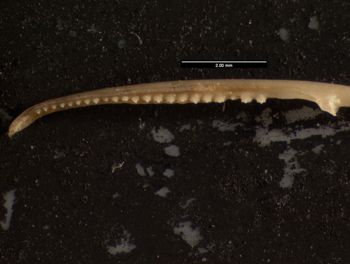Media type: image;   Herpetology R-59250